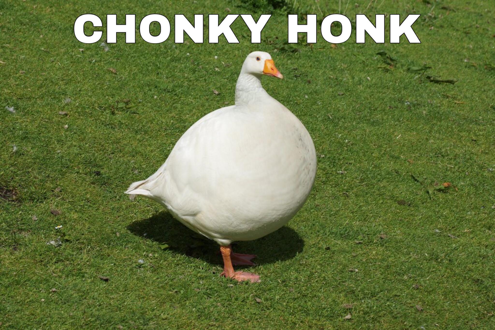 Chonky Honky
